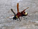 Nest Aziatische hoornaar vernietigd in Zeeland
