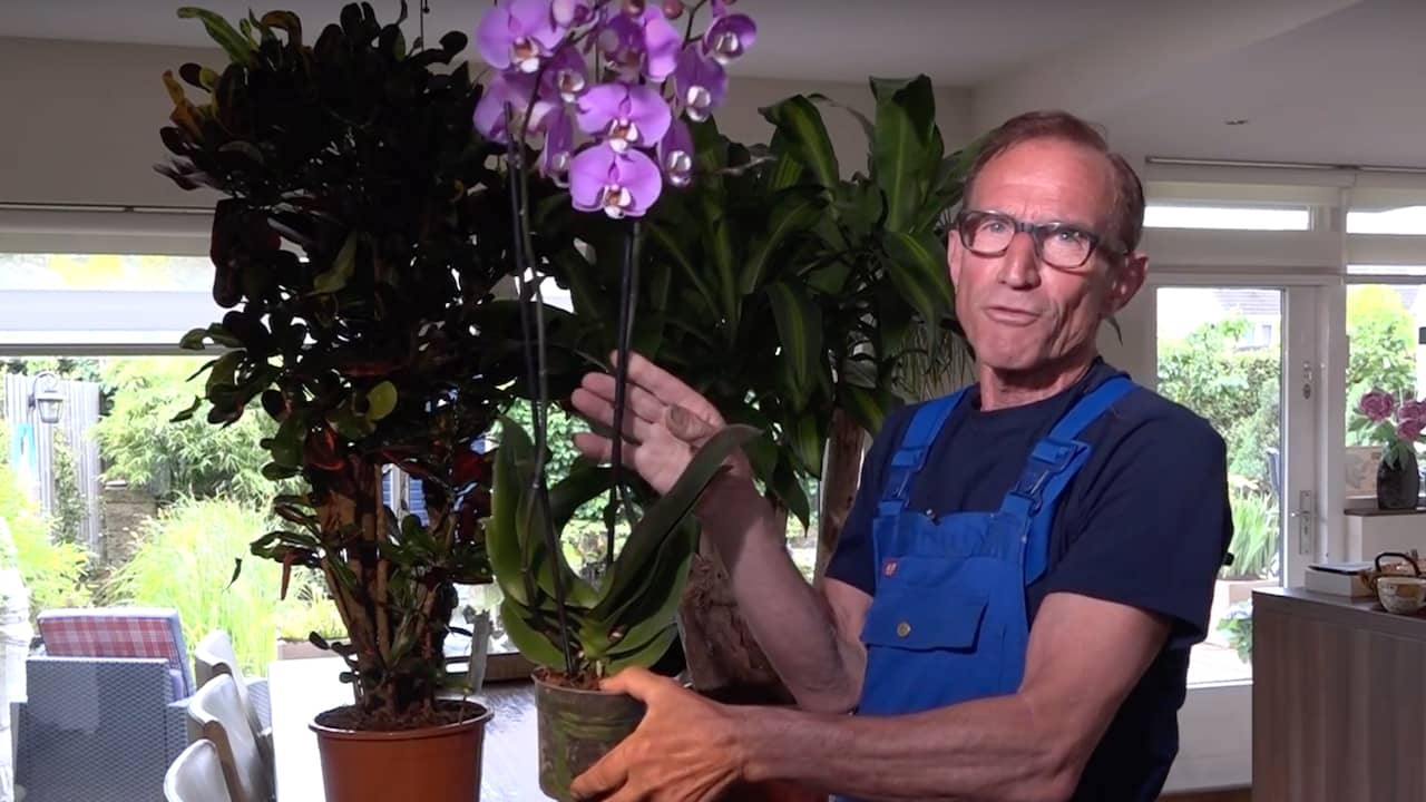 Beeld uit video: Rob geeft tips over kamerplanten: 'Klimop geeft veel zuurstof'
