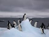 Adeliepinguïns op Antarctica