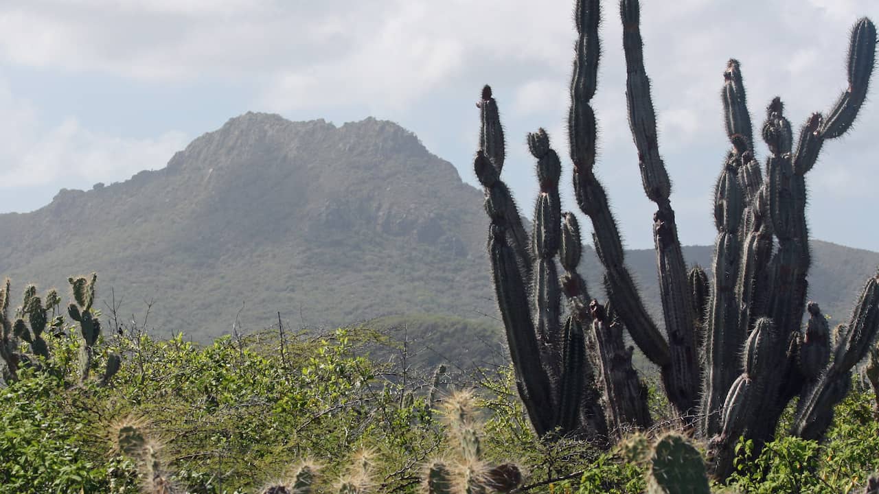 Dutch tourist missing in Curaçao, man did not return after walk |  NOW