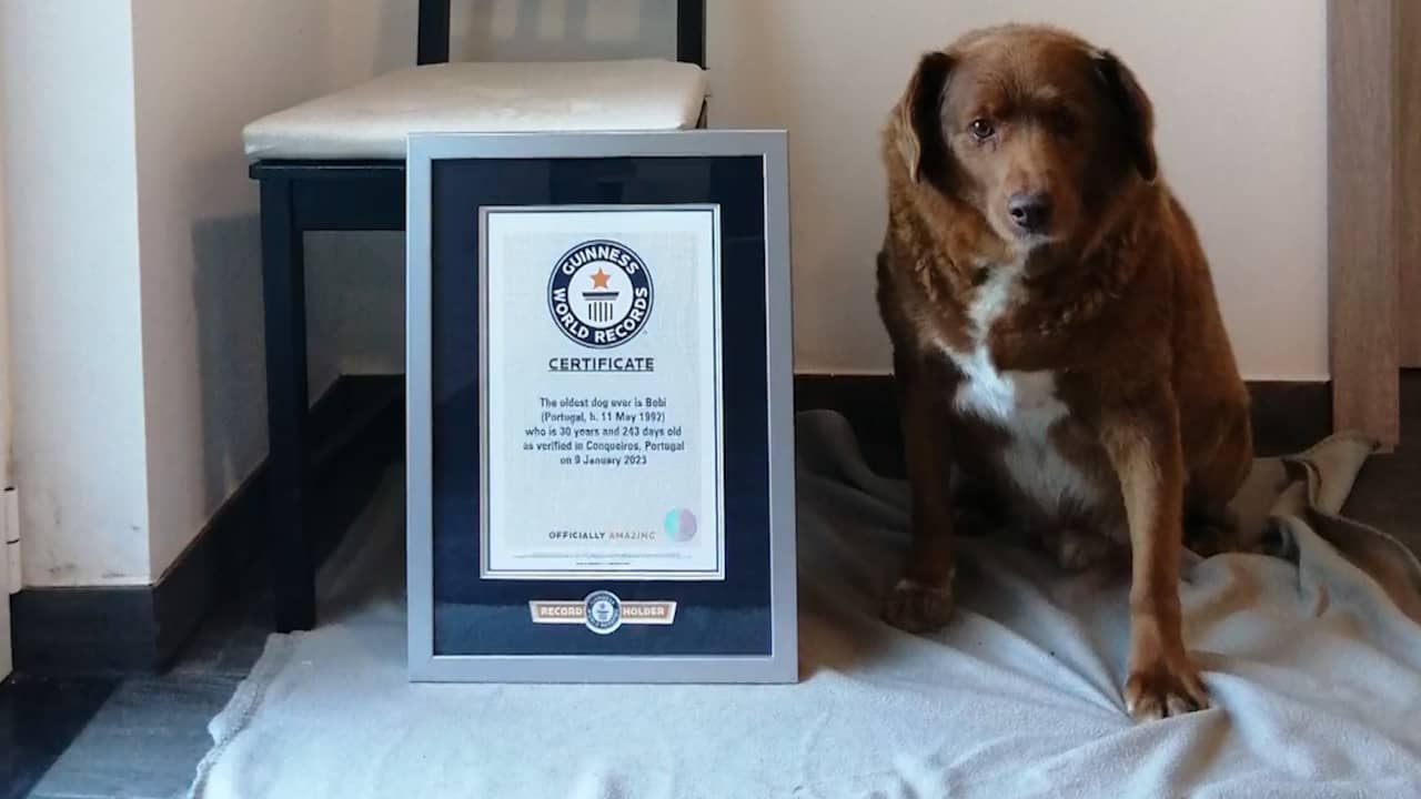 Beeld uit video: Dit is volgens Guinness World Records de oudste hond ter wereld