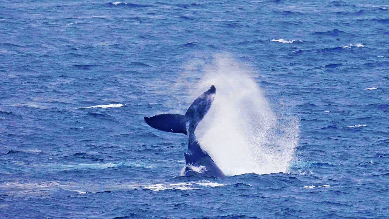 Humpback whale that swam off the coast has now been seen in the Westerschelde, animal is very skinny |  animals