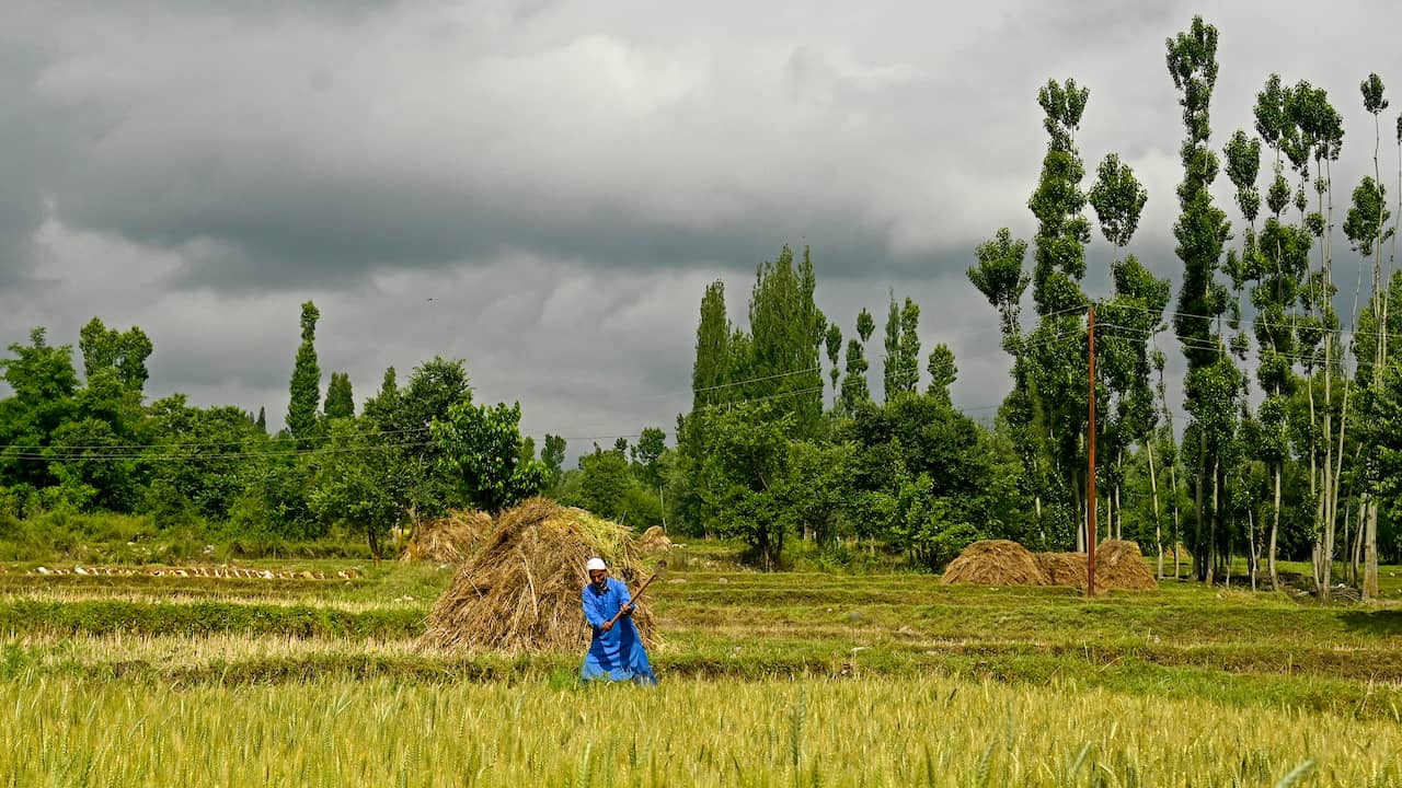 India Imposes Additional Restrictions on Rice Exports: Impact on Global Rice Supplies and Economy