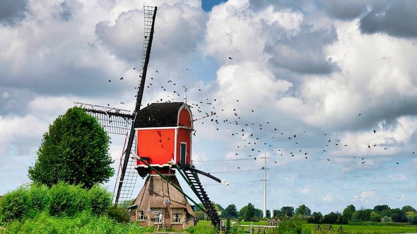 Maandag 27 juli: Een zwerm vogels vliegt door een typisch Hollands landschap.