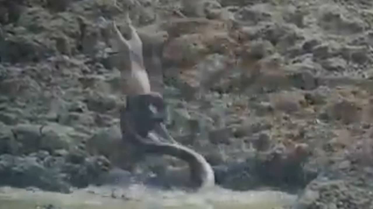 Python grijpt nietsvermoedend hert in spectaculaire aanval India