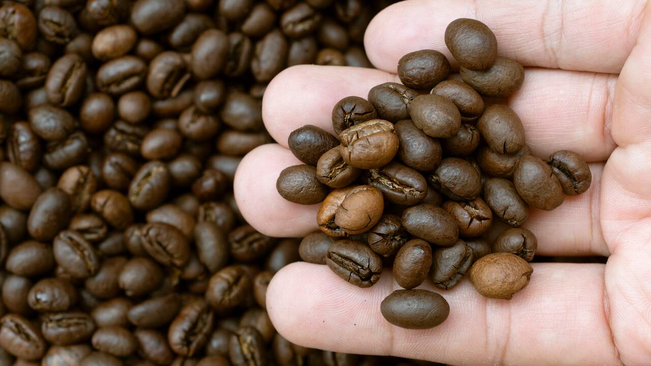 Mencari secangkir kopi yang terjangkau menyebabkan kekurangan biji kopi murah |  Ekonomi