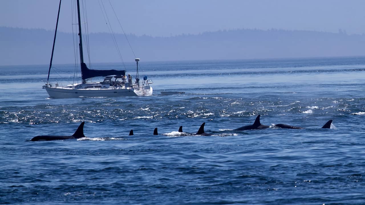 Le orche continuano ad attaccare le barche al largo della Spagna per ragioni misteriose |  gli animali
