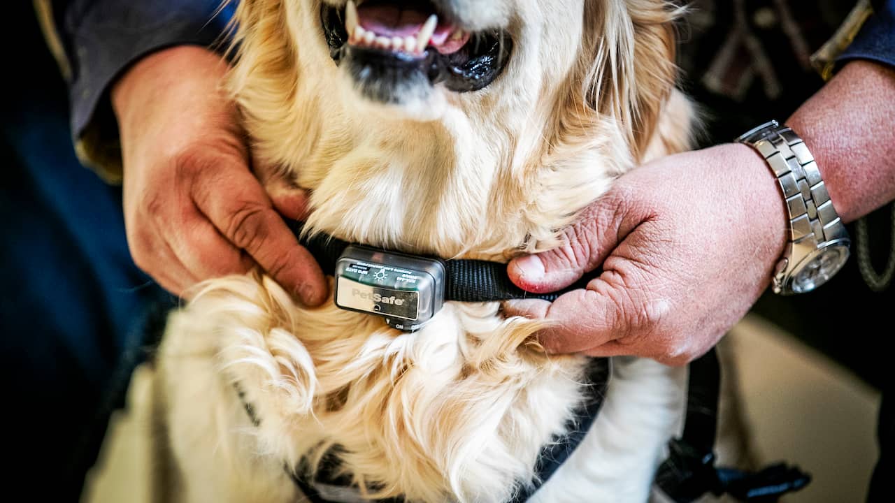 Pijlpunt Bot aansporing Minister verbiedt gebruik stroomhalsbanden bij honden vanaf volgend jaar |  Dieren | NU.nl