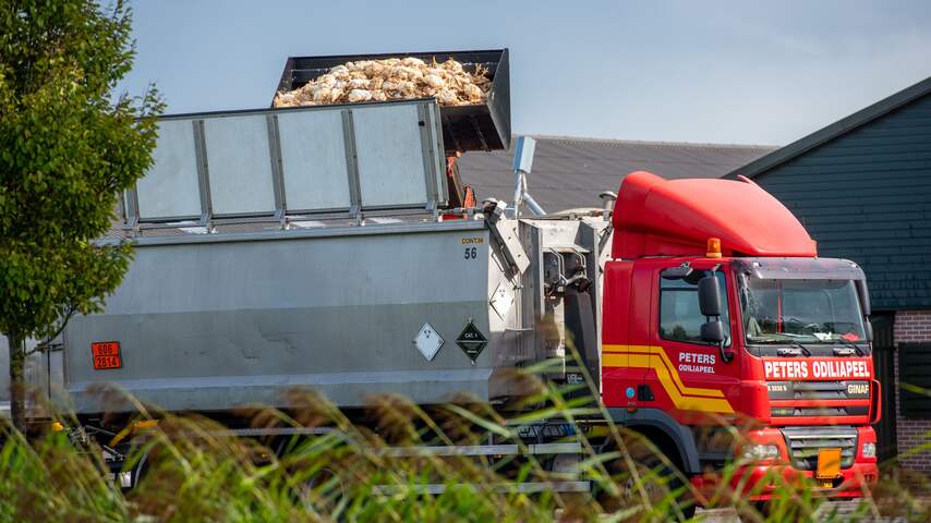 Nederland ruimde in jaar tijd al bijna zes miljoen dieren vanwege vogelgriep