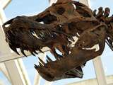 Amerikaanse Tyrannosaurus rex bijna klaar voor reis naar Leiden