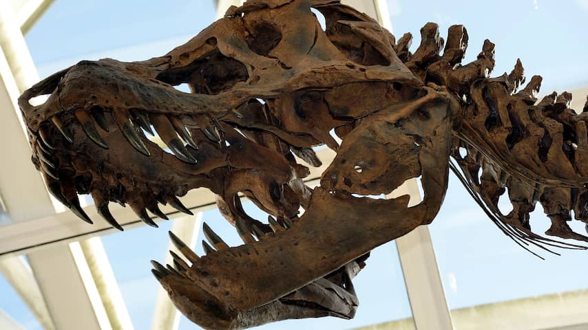 Amerikaanse Tyrannosaurus rex bijna klaar voor reis naar Leiden