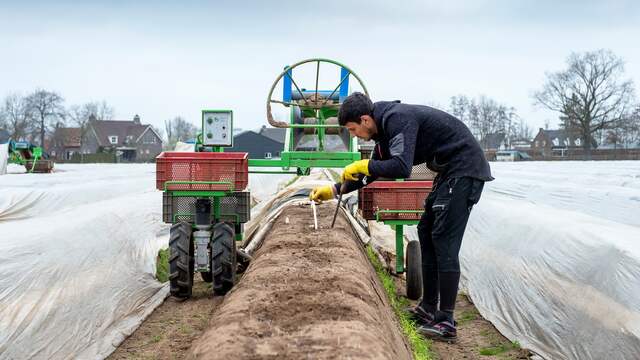 Roemeense seizoensarbeiders steken asperges in Brabant.