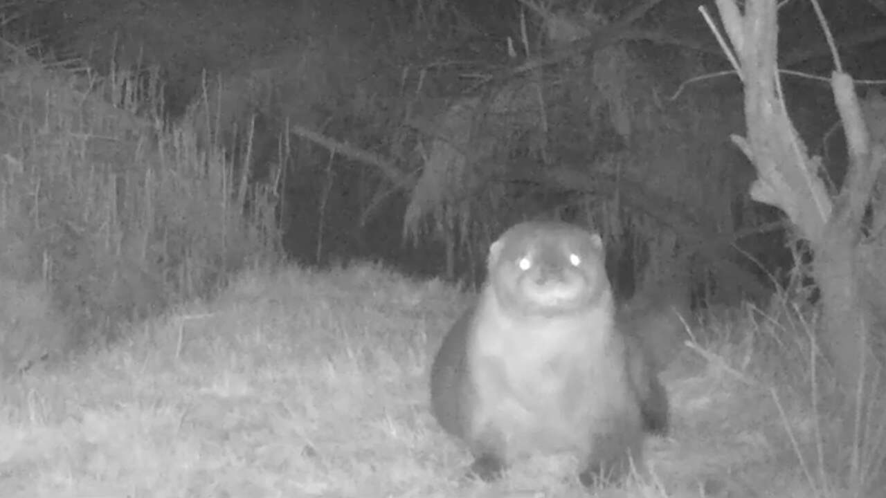 Beeld uit video: Wildcamera filmt teruggekeerde otter in Biesbosch