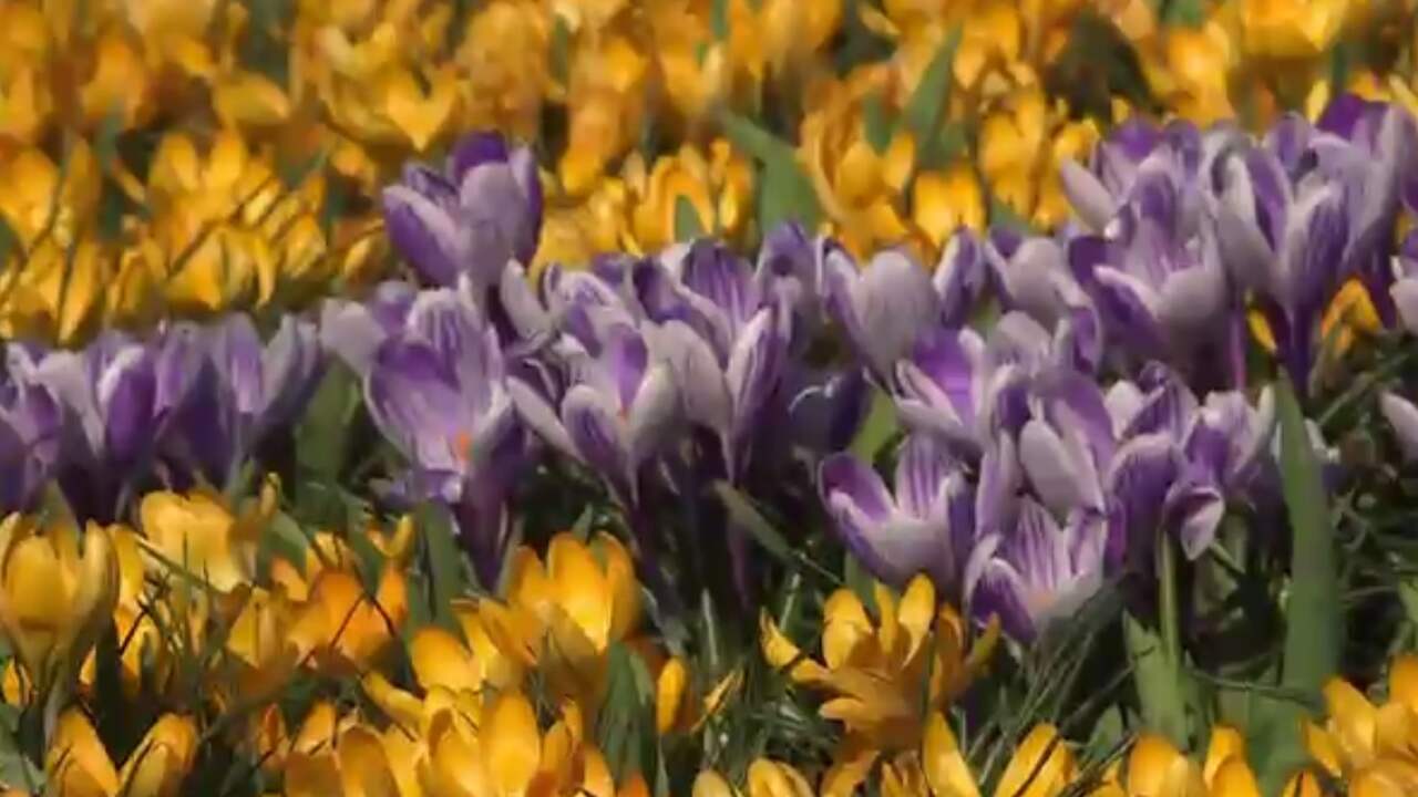 Beeld uit video: Bloemen in Keukenhof weer in volle bloei