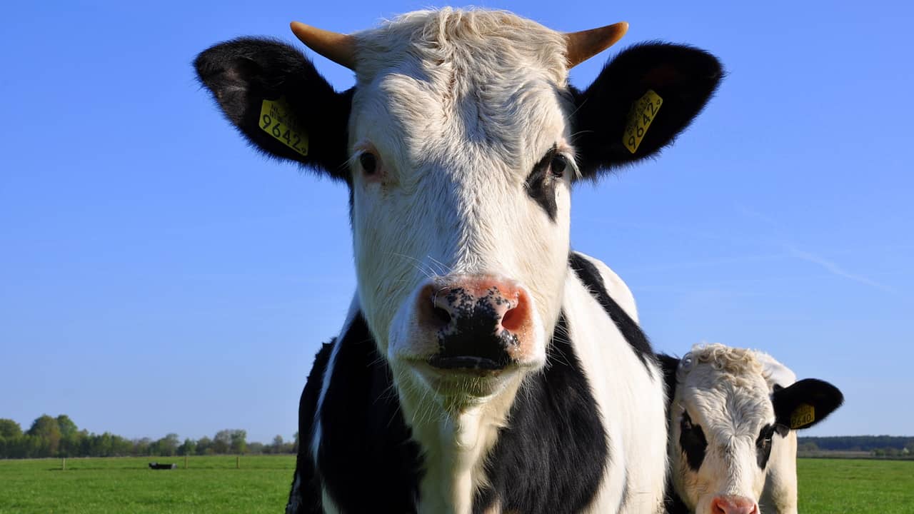 PETA geeft mensen melk die niet van een komt, maar van een hond