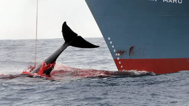 Afbeeldingsresultaat voor walvisjacht japan