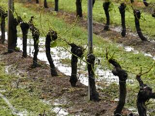 Hagelbuien veroorzaken schade aan wijnvelden bij Bordeaux