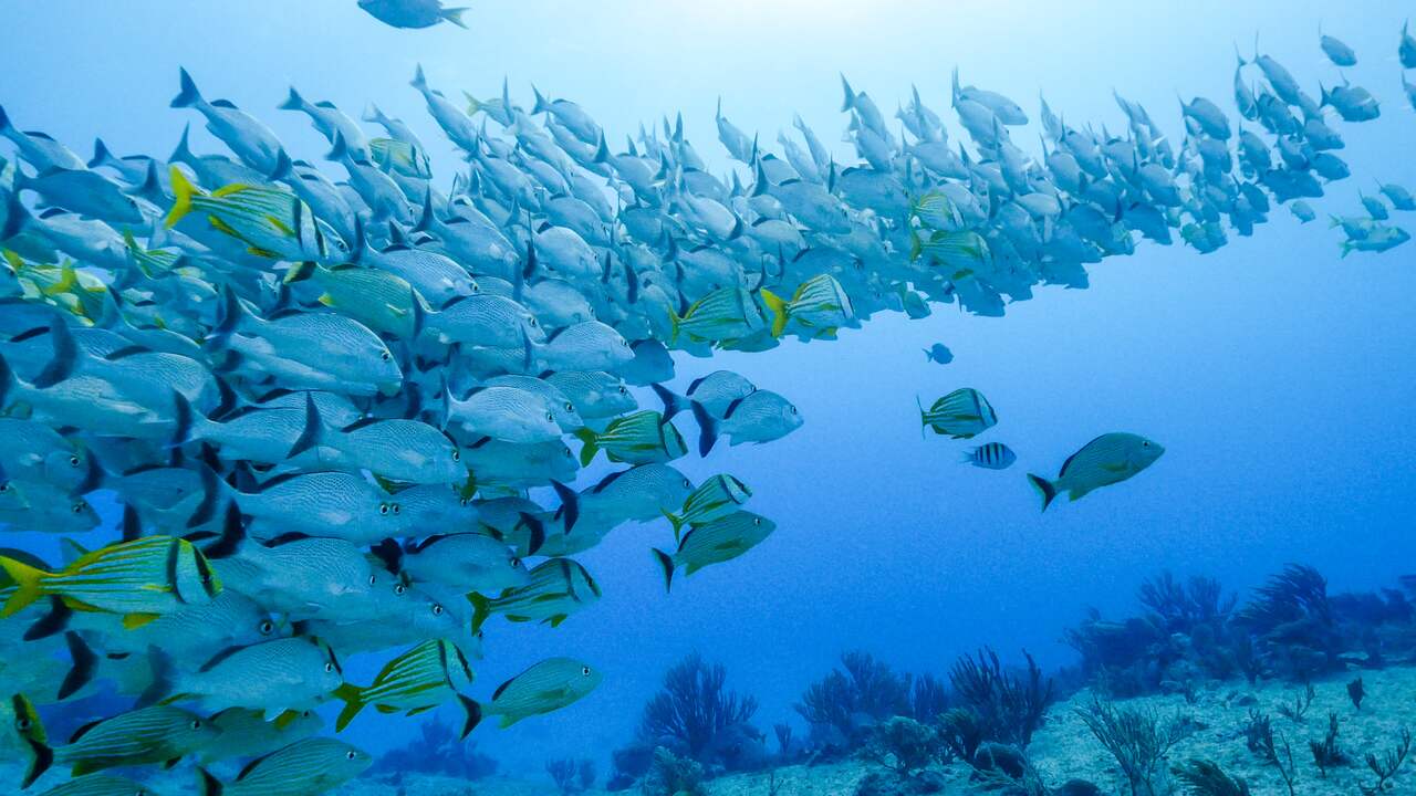 Bekijk hier de trailer van An Ocean Story