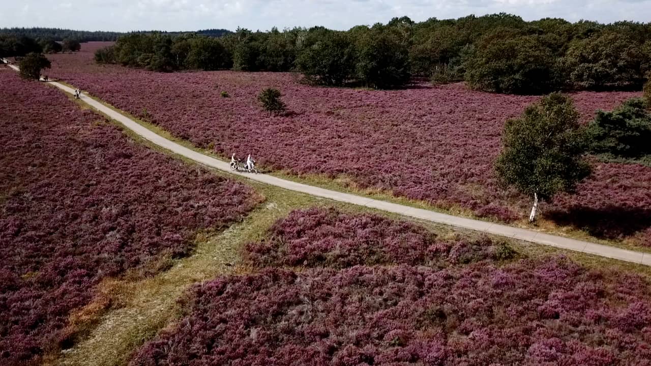 Beeld uit video: Drone filmt volop bloeiende heide op de Veluwe