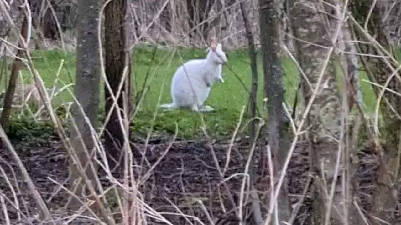 Beeld uit video: Witte kangoeroe gespot in Ede