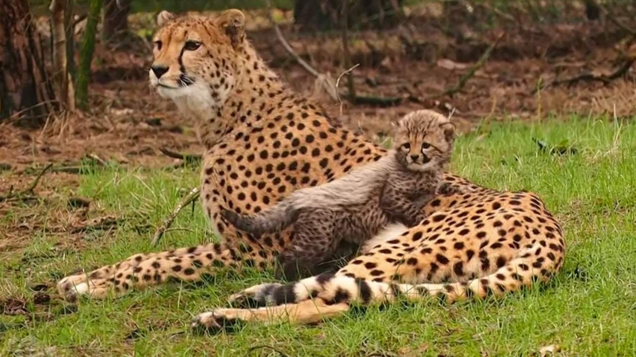 Afbeeldingsresultaat voor beekse bergen