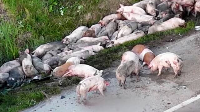 Ontsnapte varkens zwerven over Amerikaanse snelweg