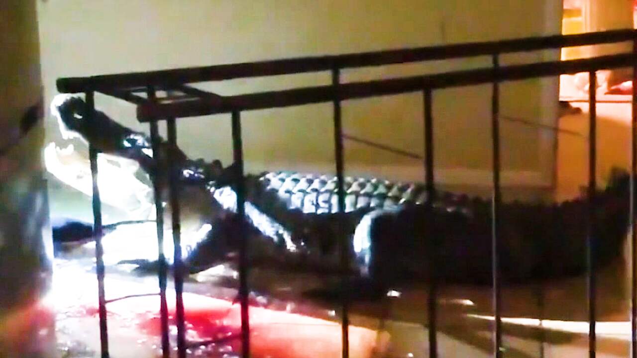 Beeld uit video: Vrouw in Florida vindt alligator van ruim 3 meter in keuken