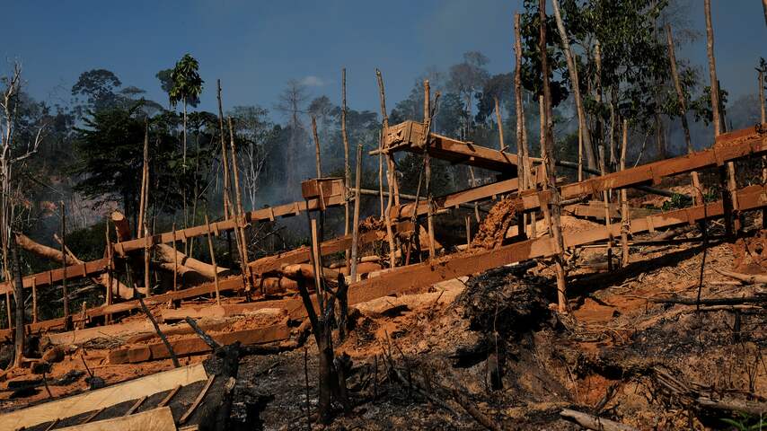 Ontbossing in de Amazone: Bomen maken plaats voor mijnen en veeteelt