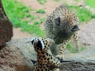 Cheeta gebiologeerd door speelgoeddier van soortgenoot in VS