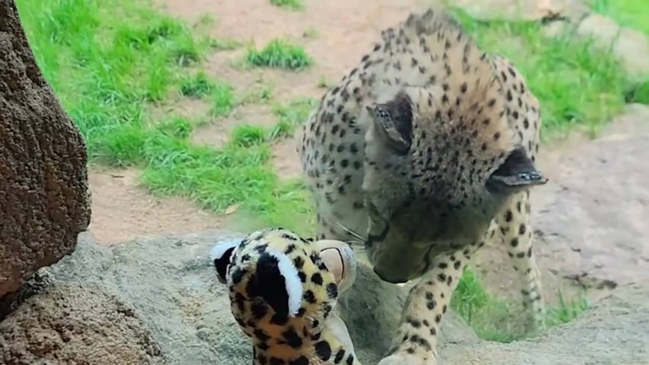 Beeld uit video: Cheeta gebiologeerd door speelgoeddier van soortgenoot in VS