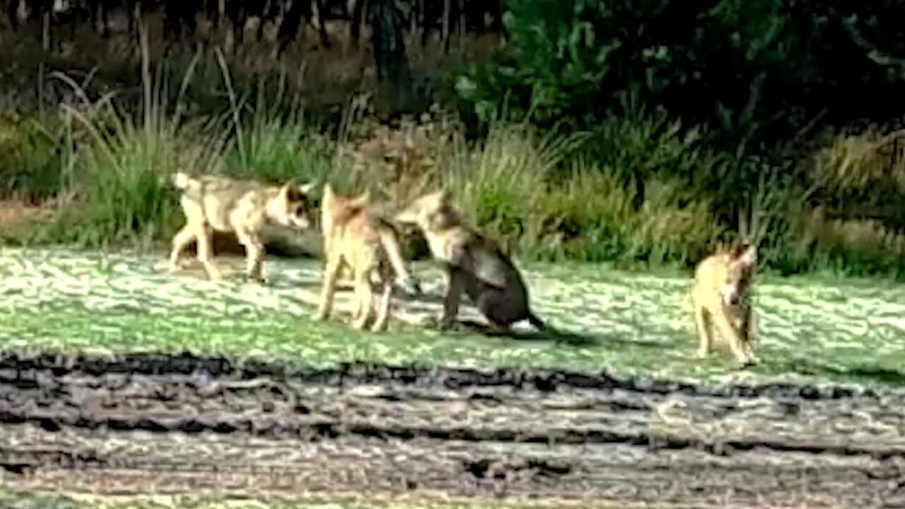 Beeld uit video: Vier wolvenwelpen spelen met elkaar in Belgisch-Limburg