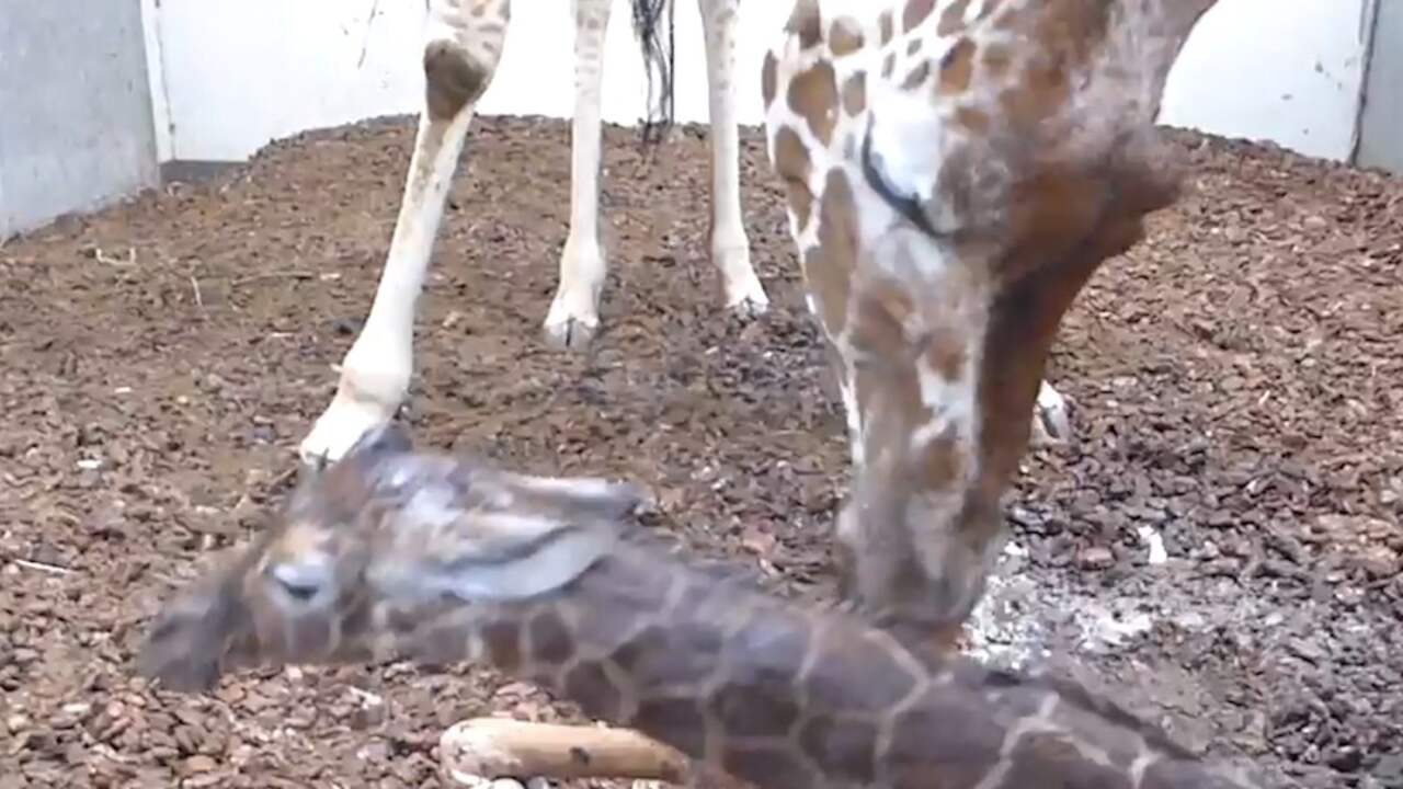 Beeld uit video: Artis verwelkomt giraffeveulen