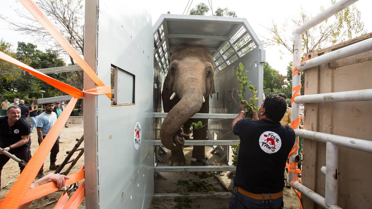 ‘Loneliest elephant in the world’ arrived in Cambodia |  NOW