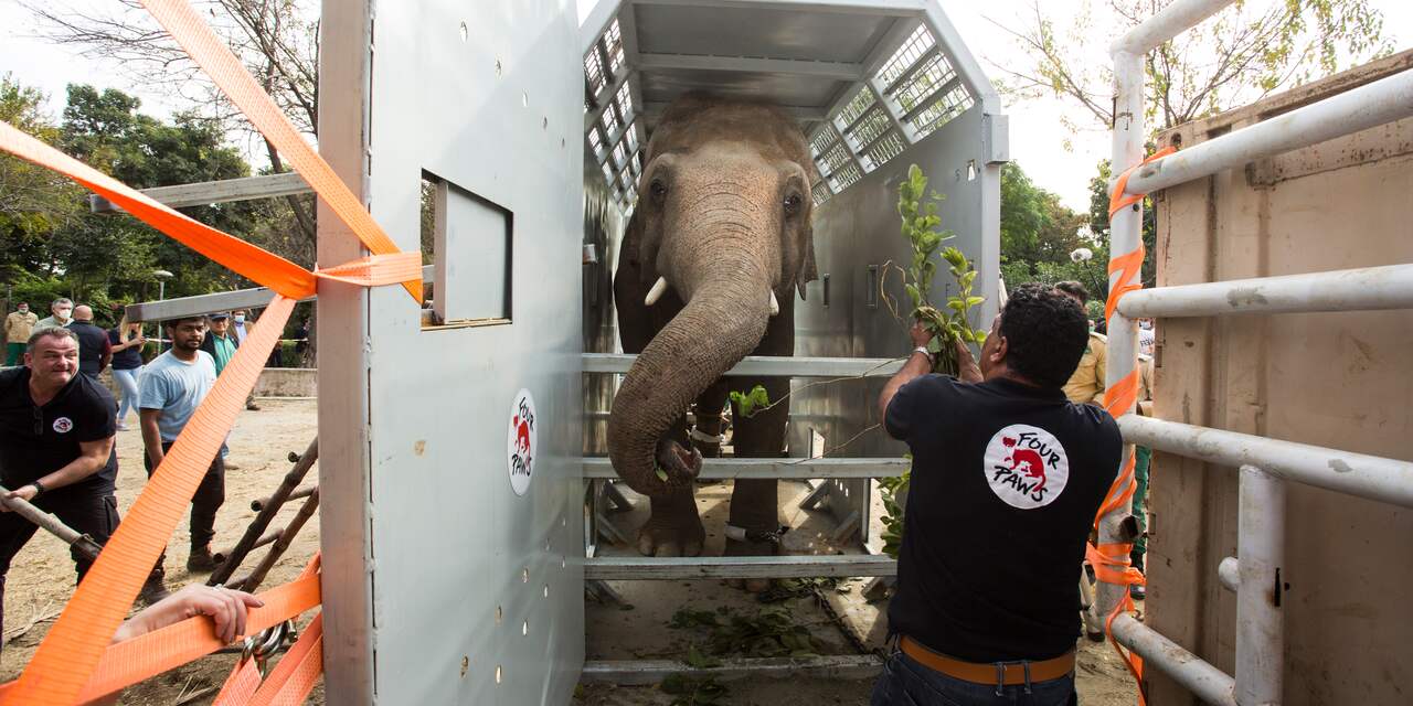 'Eenzaamste olifant ter wereld' aangekomen in Cambodja