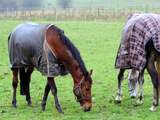 Paarden ernstig mishandeld in Nieuwleusen