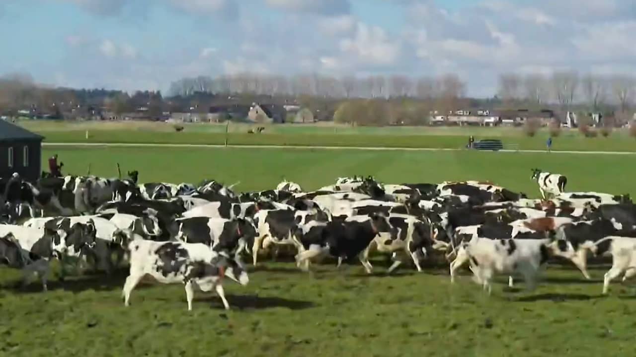 Drone filmt dolblije koeien die weer