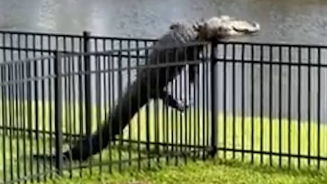 Vastberaden alligator klautert over hek