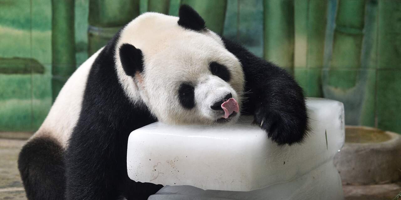 Wetenschappers ontcijferen 'taal' van panda's