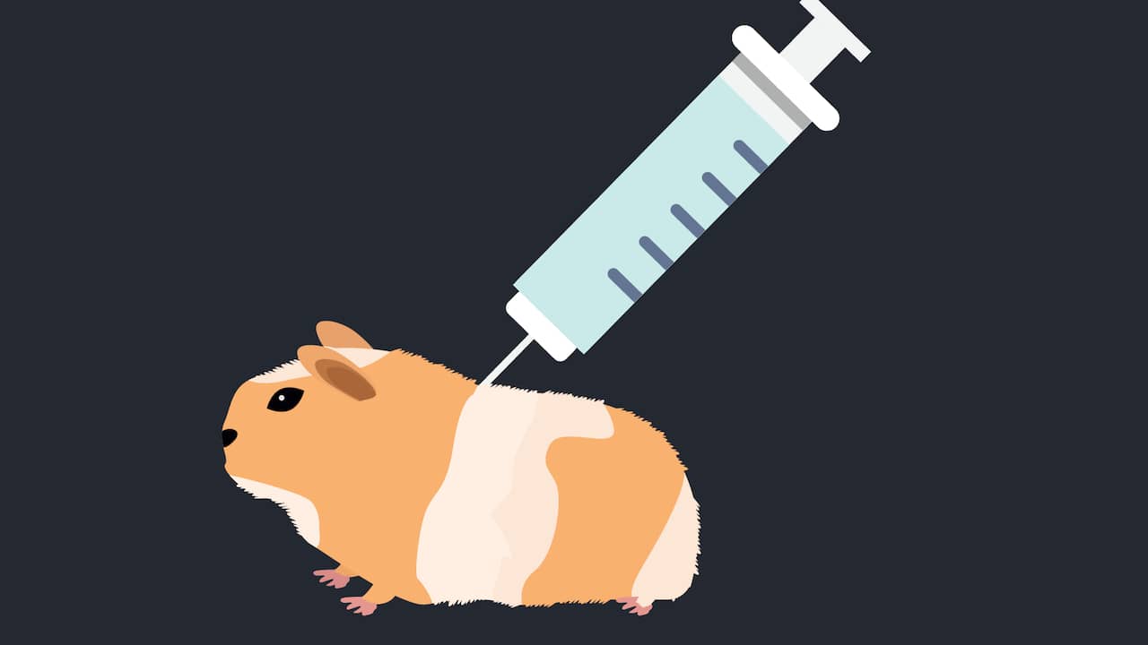 Hoe cavia's ons leren waarom we allemaal 's winters griep hebben