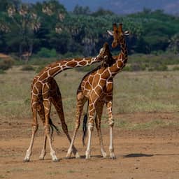 Lange nek giraffen lijkt ook het gevolg van gevechten om vrouwtjes