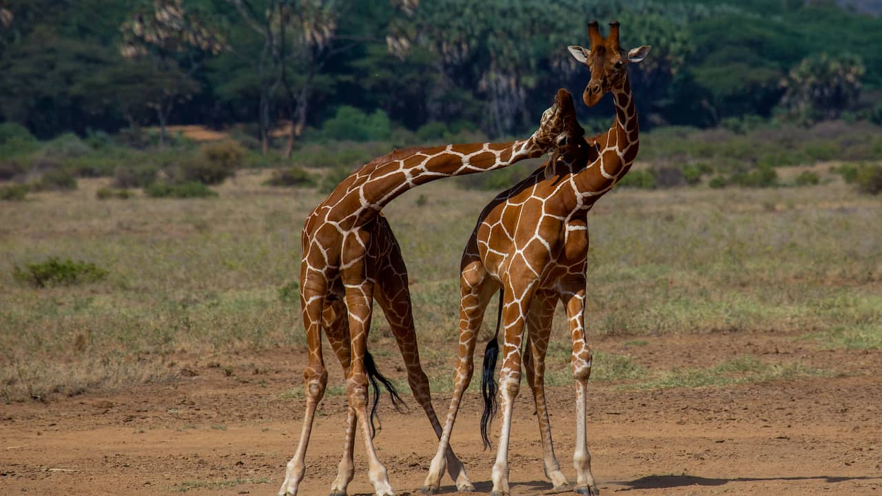 Sembra anche che le giraffe dal collo lungo fossero il risultato di una lotta tra femmine |  Scienze