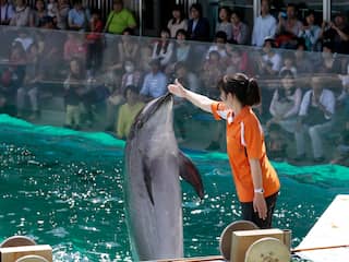 dolfijn, japan