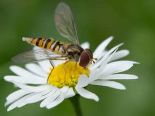 Zweefvliegen blijken veel sneller uit te sterven dan wilde bijen