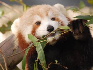 Dierentuin VS zoekt ontsnapte rode panda
