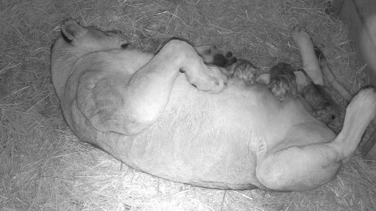 Beeld uit video: De eerste beelden van de leeuwendrieling in Burgers’ Zoo