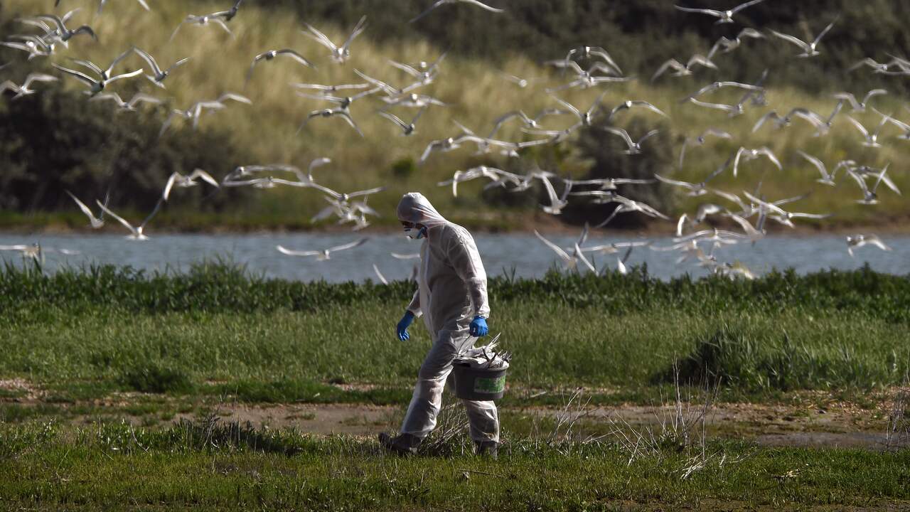 Bird flu among wild birds keeps circulating: what’s going on?  |  NOW