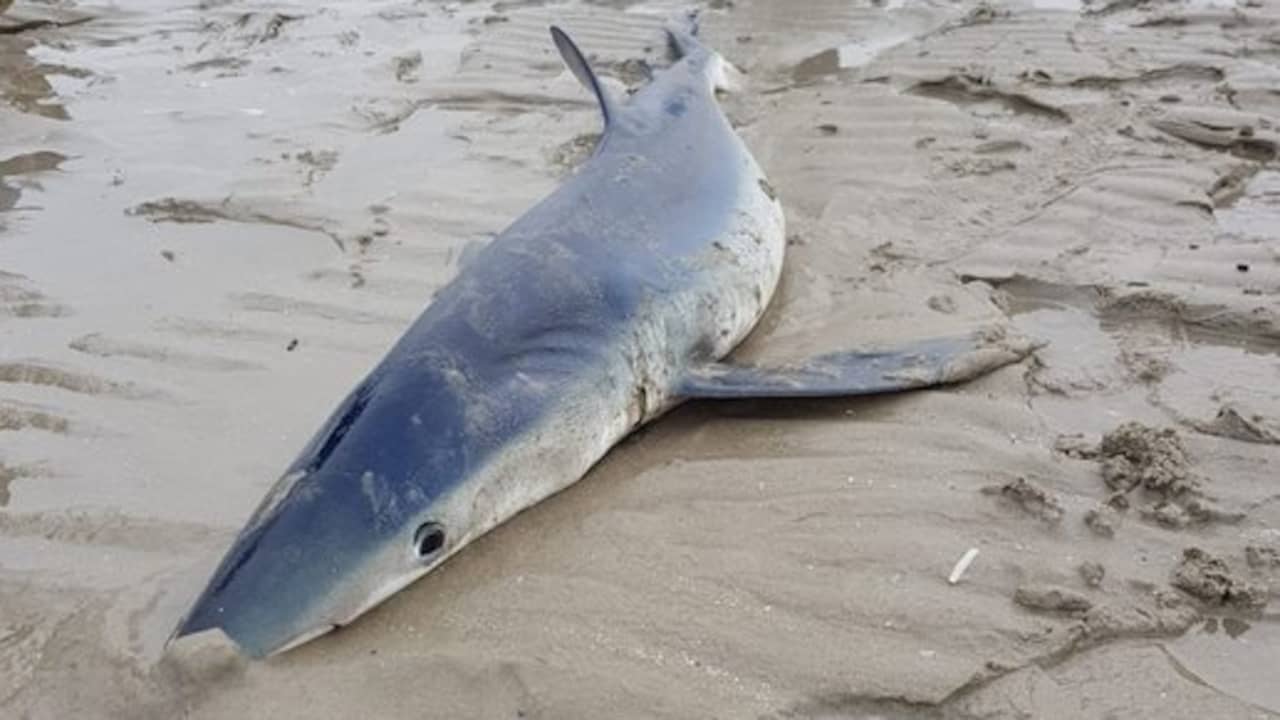 voorwoord Wiegen Botanist Aangespoelde blauwe haai weer uitgezet in de Noordzee | Binnenland | NU.nl