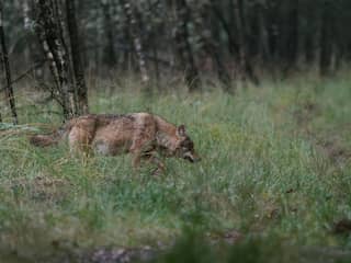Wolf threatens mouflon in Hoge Veluwe, a matter of taste whether that is bad