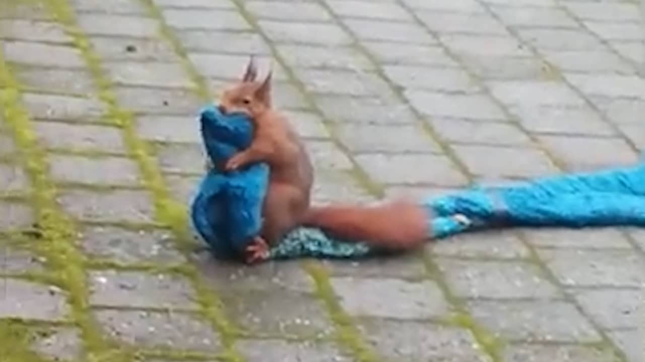 Beeld uit video: Eekhoorn probeert ervandoor te gaan met sjaal in Deventer