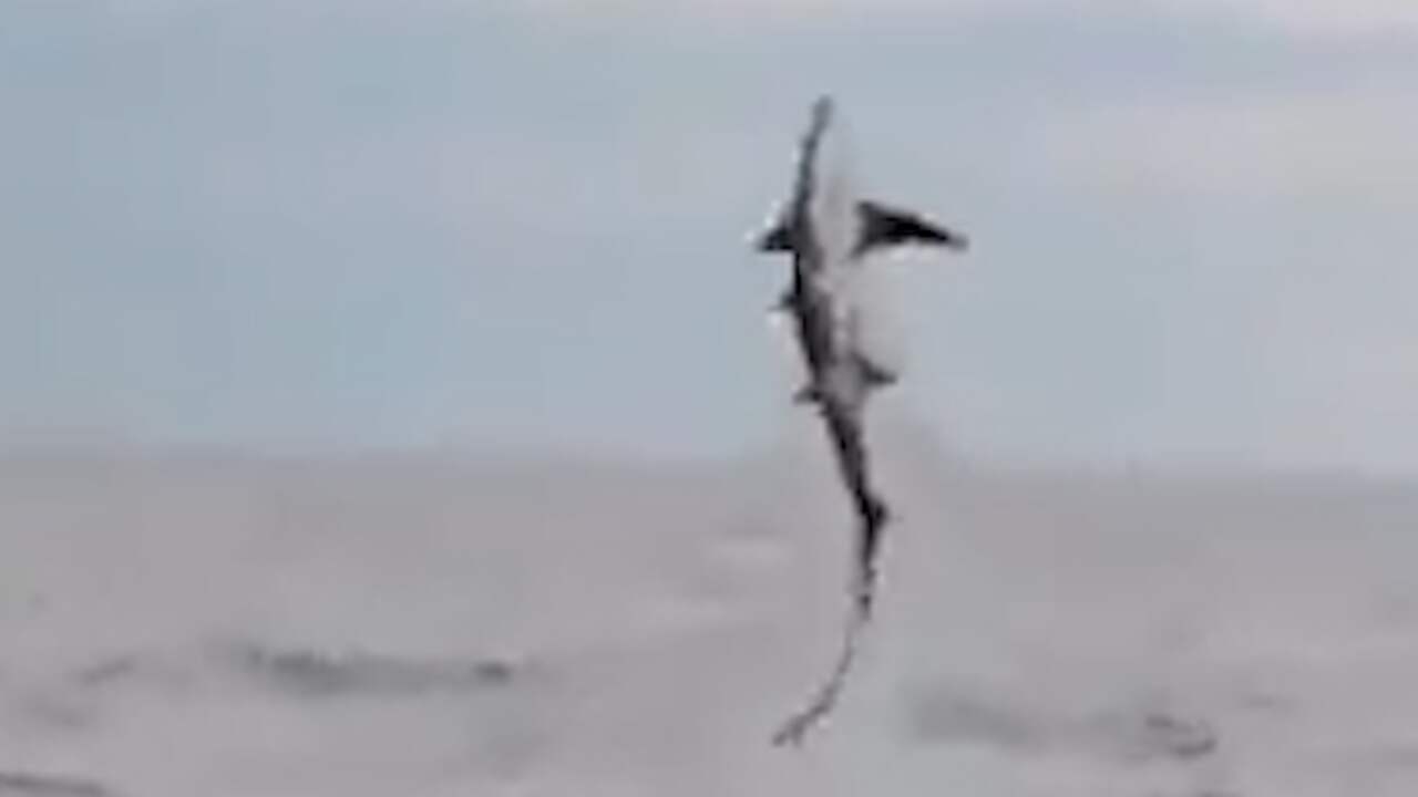 Beeld uit video: Zeldzame voshaai springt uit water in Noordzee